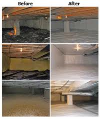 Mold Removal